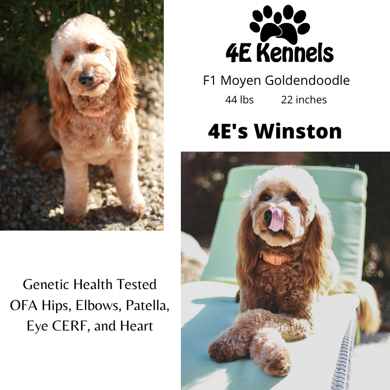 Goldendoodle Badass Breeder for Sale near Las Vegas, NV 4E Kennels